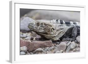 Adult Isla San Esteban Spiny-Tailed Iguana (Ctenosaura Conspicuosa) Basking in the Sun-Michael Nolan-Framed Photographic Print