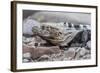 Adult Isla San Esteban Spiny-Tailed Iguana (Ctenosaura Conspicuosa) Basking in the Sun-Michael Nolan-Framed Photographic Print