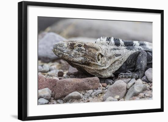 Adult Isla San Esteban Spiny-Tailed Iguana (Ctenosaura Conspicuosa) Basking in the Sun-Michael Nolan-Framed Photographic Print