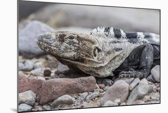 Adult Isla San Esteban Spiny-Tailed Iguana (Ctenosaura Conspicuosa) Basking in the Sun-Michael Nolan-Mounted Photographic Print