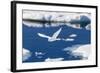 Adult Ivory Gull (Pagophila Eburnea)-Michael Nolan-Framed Photographic Print