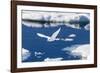 Adult Ivory Gull (Pagophila Eburnea)-Michael Nolan-Framed Photographic Print