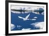 Adult Ivory Gull (Pagophila Eburnea)-Michael Nolan-Framed Photographic Print