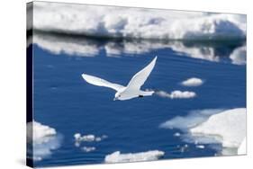 Adult Ivory Gull (Pagophila Eburnea)-Michael Nolan-Stretched Canvas