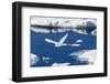 Adult Ivory Gull (Pagophila Eburnea)-Michael Nolan-Framed Photographic Print