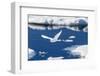 Adult Ivory Gull (Pagophila Eburnea)-Michael Nolan-Framed Photographic Print