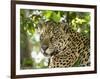 Adult jaguar (Panthera onca), on the riverbank of Rio Negro, Mato Grosso, Pantanal-Michael Nolan-Framed Photographic Print