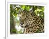 Adult jaguar (Panthera onca), on the riverbank of Rio Negro, Mato Grosso, Pantanal-Michael Nolan-Framed Photographic Print