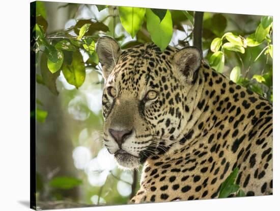 Adult jaguar (Panthera onca), on the riverbank of Rio Negro, Mato Grosso, Pantanal-Michael Nolan-Stretched Canvas