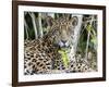 Adult jaguar (Panthera onca), on the riverbank of Rio Tres Irmao, Mato Grosso, Pantanal-Michael Nolan-Framed Photographic Print