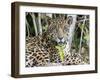 Adult jaguar (Panthera onca), on the riverbank of Rio Tres Irmao, Mato Grosso, Pantanal-Michael Nolan-Framed Photographic Print