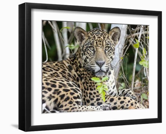 Adult jaguar (Panthera onca), on the riverbank of Rio Tres Irmao, Mato Grosso, Pantanal-Michael Nolan-Framed Photographic Print