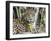 Adult jaguar (Panthera onca), on the riverbank of Rio Tres Irmao, Mato Grosso, Pantanal-Michael Nolan-Framed Photographic Print