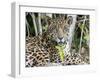 Adult jaguar (Panthera onca), on the riverbank of Rio Tres Irmao, Mato Grosso, Pantanal-Michael Nolan-Framed Photographic Print