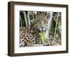 Adult jaguar (Panthera onca), on the riverbank of Rio Tres Irmao, Mato Grosso, Pantanal-Michael Nolan-Framed Photographic Print