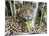 Adult jaguar (Panthera onca), on the riverbank of Rio Tres Irmao, Mato Grosso, Pantanal-Michael Nolan-Mounted Photographic Print