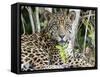 Adult jaguar (Panthera onca), on the riverbank of Rio Tres Irmao, Mato Grosso, Pantanal-Michael Nolan-Framed Stretched Canvas