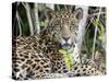 Adult jaguar (Panthera onca), on the riverbank of Rio Tres Irmao, Mato Grosso, Pantanal-Michael Nolan-Stretched Canvas