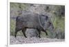 Adult javalina  in the Sonoran Desert suburbs of Tucson, Arizona, USA-Michael Nolan-Framed Photographic Print