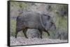 Adult javalina  in the Sonoran Desert suburbs of Tucson, Arizona, USA-Michael Nolan-Framed Stretched Canvas