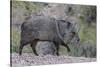 Adult javalina  in the Sonoran Desert suburbs of Tucson, Arizona, USA-Michael Nolan-Stretched Canvas