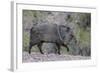 Adult javalina  in the Sonoran Desert suburbs of Tucson, Arizona, USA-Michael Nolan-Framed Photographic Print