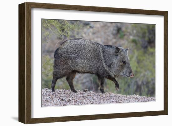 Adult javalina  in the Sonoran Desert suburbs of Tucson, Arizona, USA-Michael Nolan-Framed Photographic Print