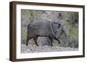 Adult javalina  in the Sonoran Desert suburbs of Tucson, Arizona, USA-Michael Nolan-Framed Photographic Print