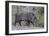 Adult javalina  in the Sonoran Desert suburbs of Tucson, Arizona, USA-Michael Nolan-Framed Photographic Print