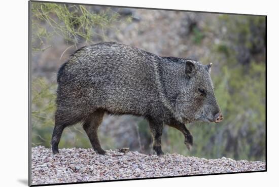 Adult javalina  in the Sonoran Desert suburbs of Tucson, Arizona, USA-Michael Nolan-Mounted Photographic Print