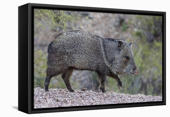 Adult javalina  in the Sonoran Desert suburbs of Tucson, Arizona, USA-Michael Nolan-Framed Stretched Canvas