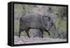 Adult javalina  in the Sonoran Desert suburbs of Tucson, Arizona, USA-Michael Nolan-Framed Stretched Canvas