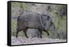 Adult javalina  in the Sonoran Desert suburbs of Tucson, Arizona, USA-Michael Nolan-Framed Stretched Canvas