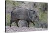 Adult javalina  in the Sonoran Desert suburbs of Tucson, Arizona, USA-Michael Nolan-Stretched Canvas