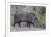 Adult javalina  in the Sonoran Desert suburbs of Tucson, Arizona, USA-Michael Nolan-Framed Photographic Print