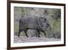 Adult javalina  in the Sonoran Desert suburbs of Tucson, Arizona, USA-Michael Nolan-Framed Photographic Print