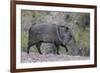 Adult javalina  in the Sonoran Desert suburbs of Tucson, Arizona, USA-Michael Nolan-Framed Photographic Print