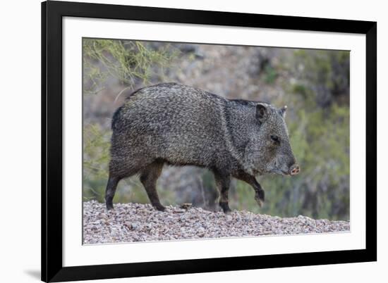 Adult javalina  in the Sonoran Desert suburbs of Tucson, Arizona, USA-Michael Nolan-Framed Photographic Print