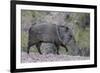 Adult javalina  in the Sonoran Desert suburbs of Tucson, Arizona, USA-Michael Nolan-Framed Photographic Print