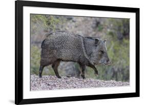 Adult javalina  in the Sonoran Desert suburbs of Tucson, Arizona, USA-Michael Nolan-Framed Photographic Print