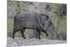 Adult javalina  in the Sonoran Desert suburbs of Tucson, Arizona, USA-Michael Nolan-Mounted Photographic Print