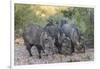 Adult javalinas  in the Sonoran Desert suburbs of Tucson, Arizona, USA-Michael Nolan-Framed Photographic Print