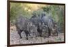 Adult javalinas  in the Sonoran Desert suburbs of Tucson, Arizona, USA-Michael Nolan-Framed Photographic Print