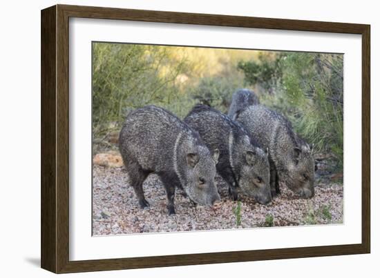 Adult javalinas  in the Sonoran Desert suburbs of Tucson, Arizona, USA-Michael Nolan-Framed Photographic Print