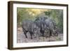 Adult javalinas  in the Sonoran Desert suburbs of Tucson, Arizona, USA-Michael Nolan-Framed Photographic Print