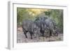 Adult javalinas  in the Sonoran Desert suburbs of Tucson, Arizona, USA-Michael Nolan-Framed Photographic Print