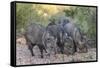 Adult javalinas  in the Sonoran Desert suburbs of Tucson, Arizona, USA-Michael Nolan-Framed Stretched Canvas