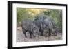 Adult javalinas  in the Sonoran Desert suburbs of Tucson, Arizona, USA-Michael Nolan-Framed Premium Photographic Print