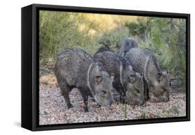 Adult javalinas  in the Sonoran Desert suburbs of Tucson, Arizona, USA-Michael Nolan-Framed Stretched Canvas