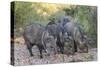Adult javalinas  in the Sonoran Desert suburbs of Tucson, Arizona, USA-Michael Nolan-Stretched Canvas